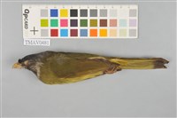 藏品(白環鸚嘴鵯)的圖片